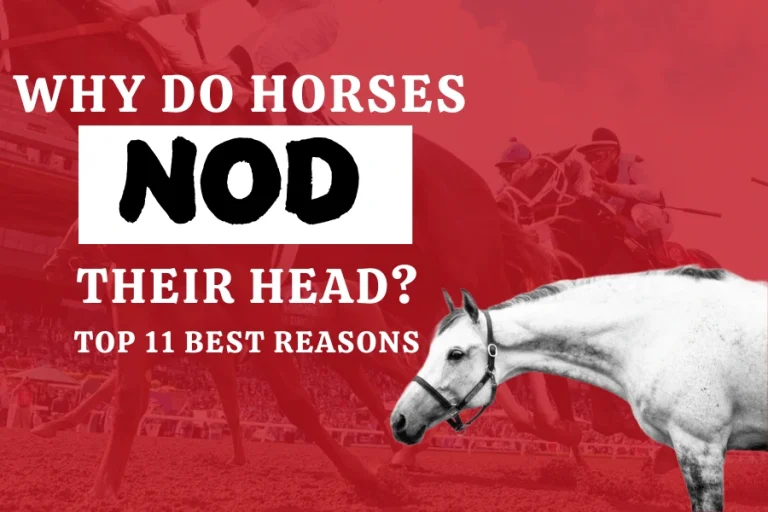 Why Do Horses Nod Their Heads? Top 11 Best Reasons