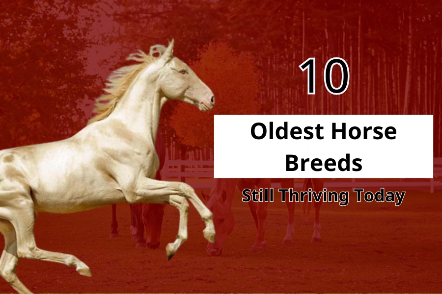 10 Oldest Horse Breeds Still Thriving Today