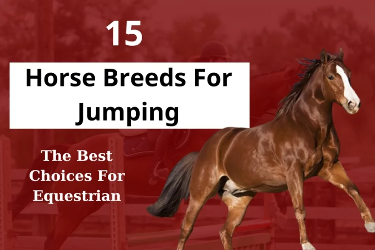 15 Horse Breeds For Jumping: The Best Choices For Equestrian