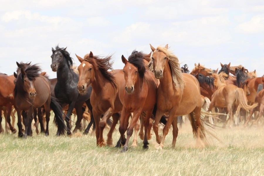 Female Show Horse Names