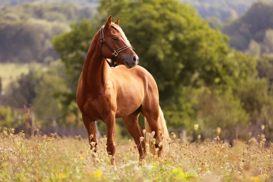 Native American Female Horse Names