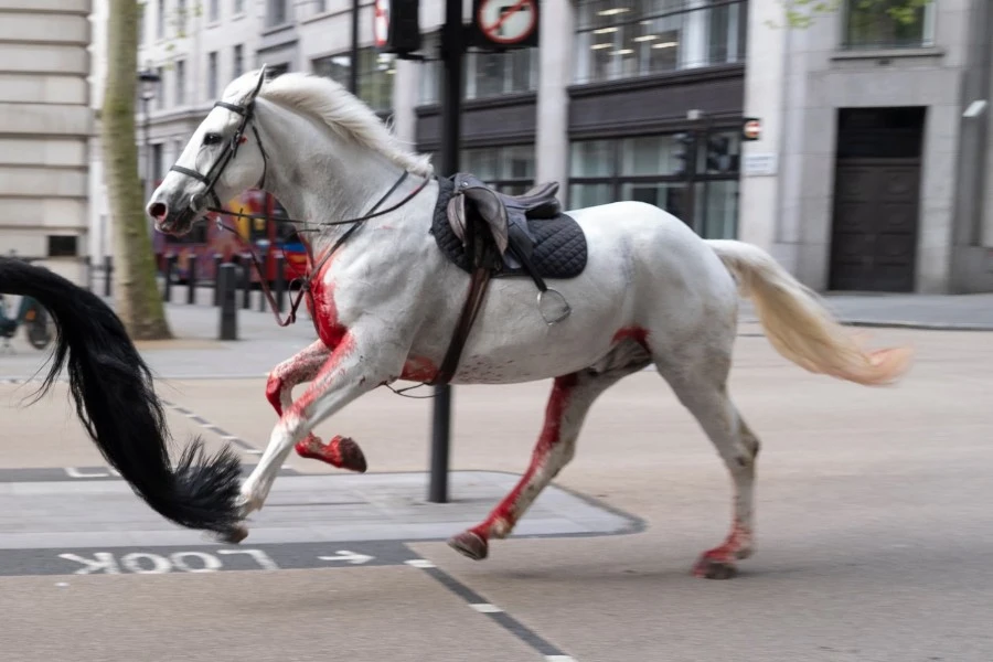 Show Names for White Horses