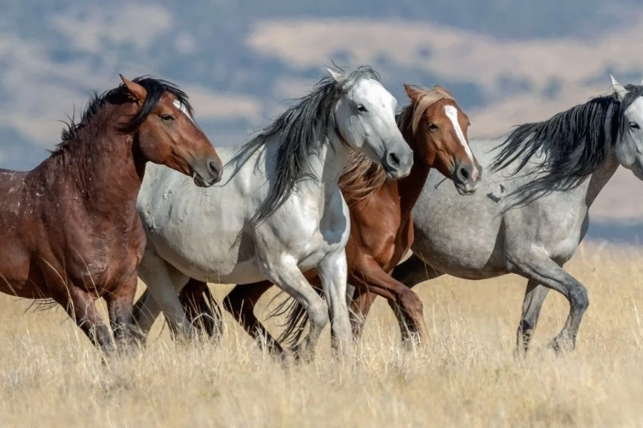 Native American Horse Names Inspired by Literature