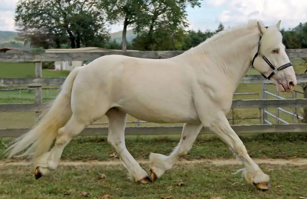 American Cream Draft is one of the strongest horse breeds
