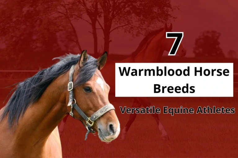 7 Warmblood Horse Breeds: Versatile Equine Athletes