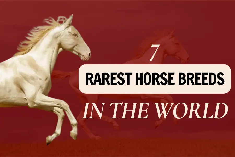 7 The Rarest Horse Breeds: The Endangered Equines