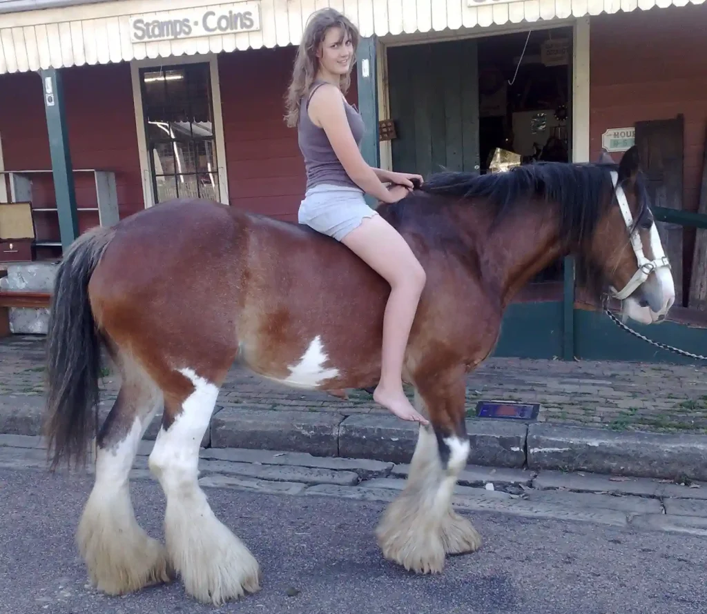 Clydesdales can please their riders and bring joy