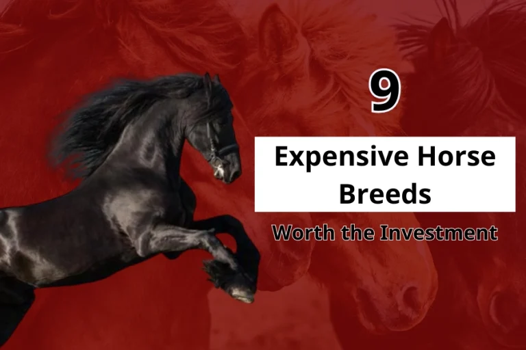 9 Expensive Horse Breeds Worth the Investment