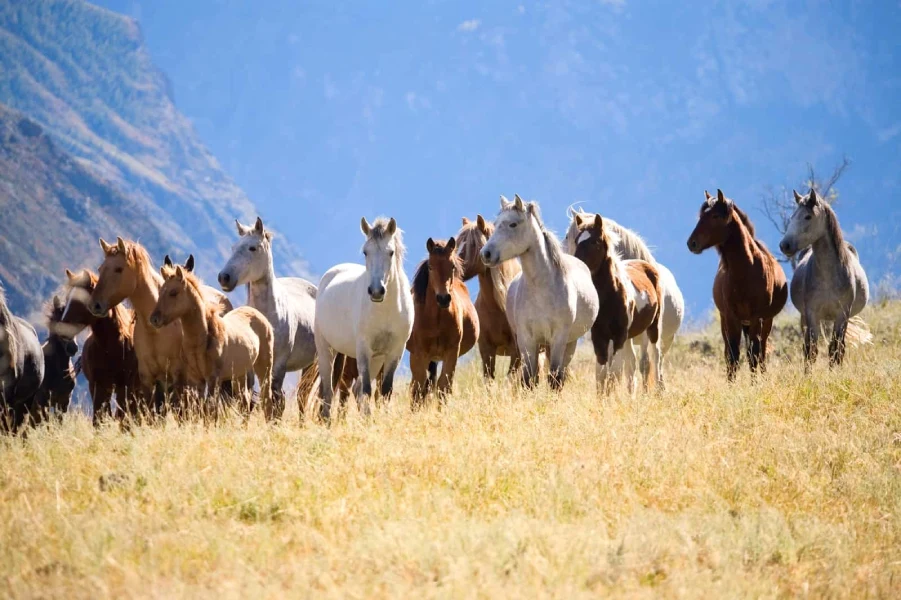 A herd of horses