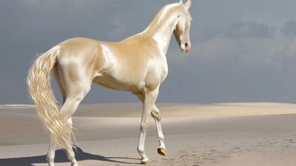 Akhal-Teke - one of the most beautiful horse breeds