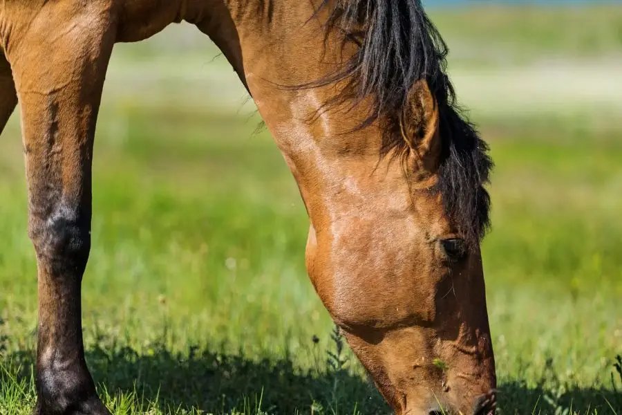 Although feeding cucumbers to horses has benefits, it is important to be aware of the risks