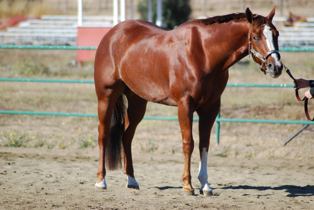 American Quarters are solid and firm-looking