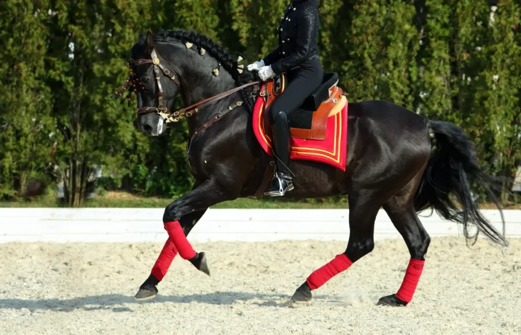 Andalusians are most commonly seen in black
