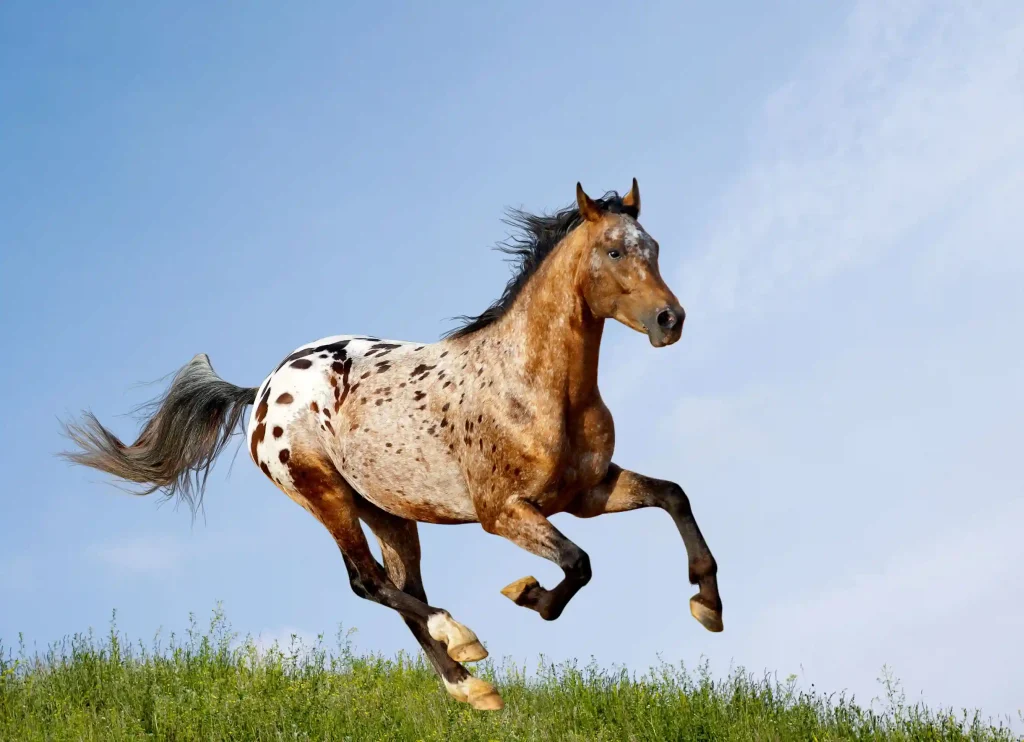 Appaloosas are stunning dressage horse breeds