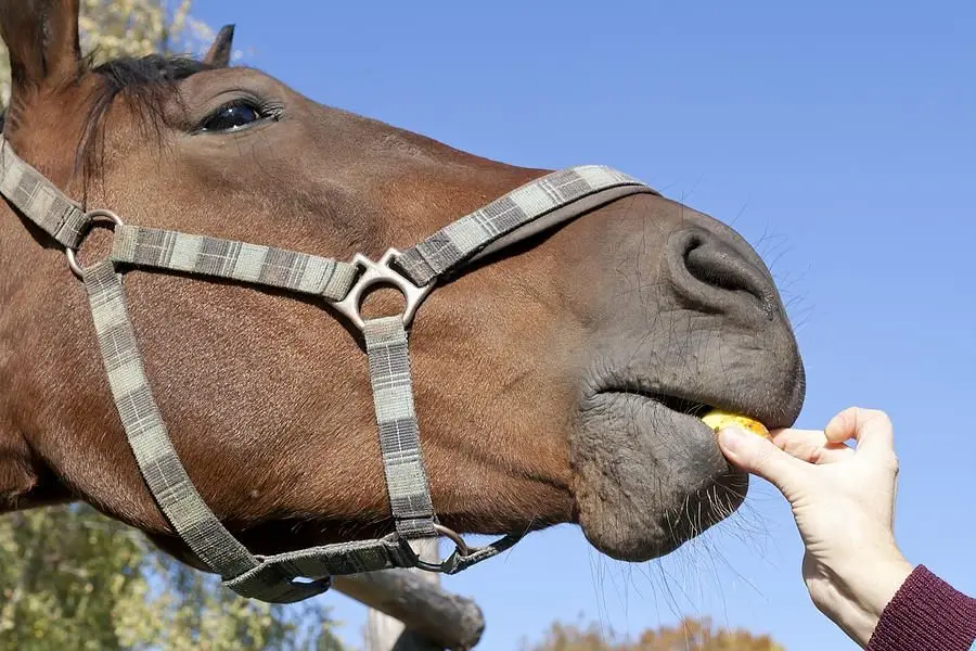 Apples have many benefits for horses but should be fed in moderation