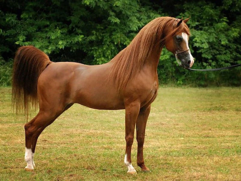 Arabian horses are stunning with shinning chestnut coats