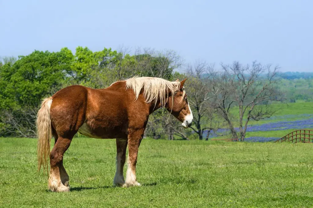 7 Chestnut Horse Breeds: Stunning Shades & Interesting Facts