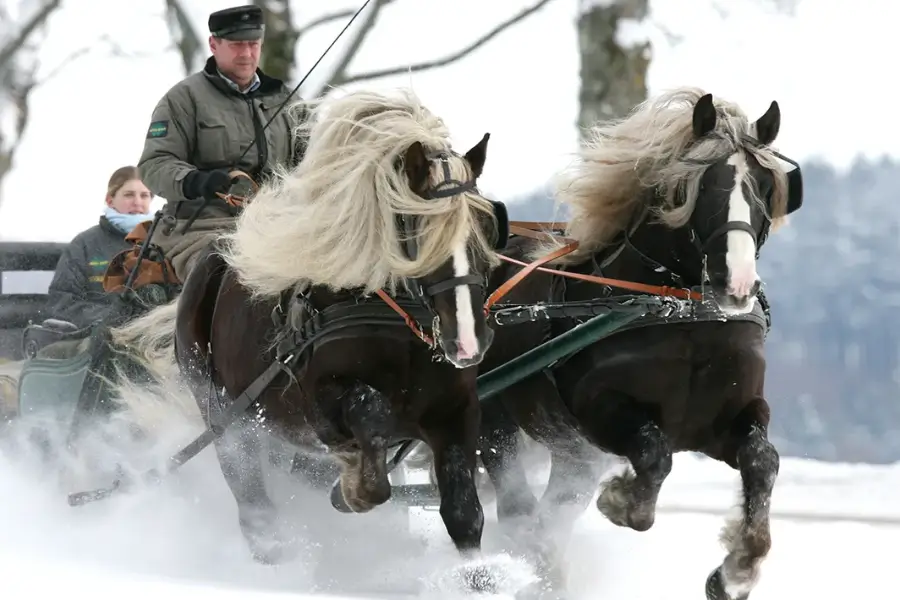 Black Forest Horses