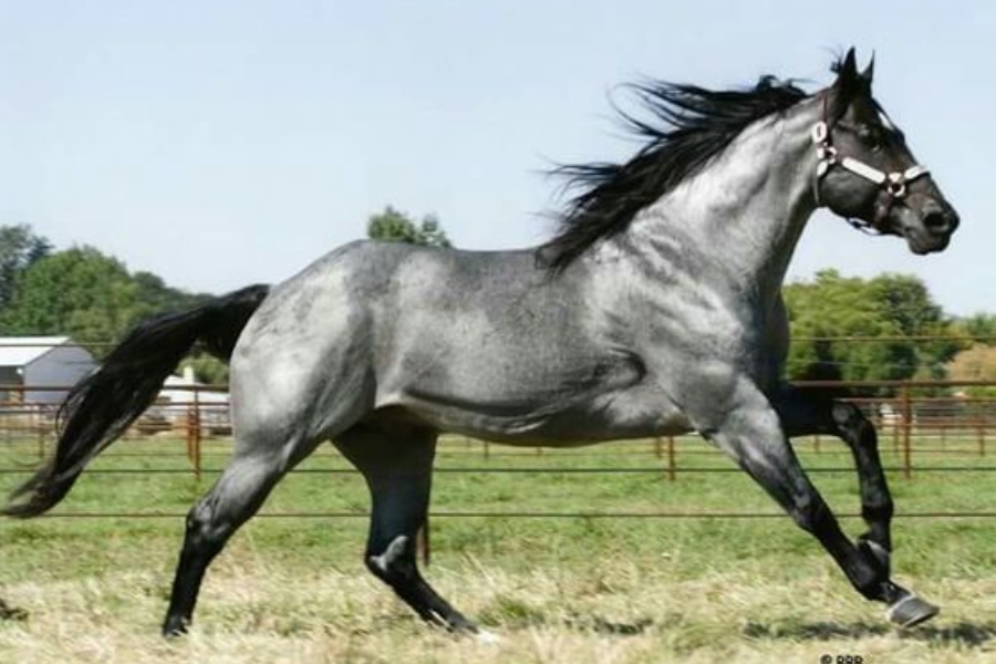 What Are Blue Roan Horse's Origins?