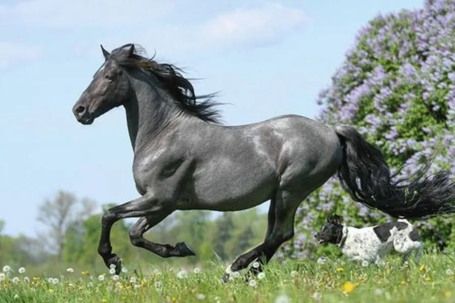 10 Popular Types With Blue Roan Horse Coloring