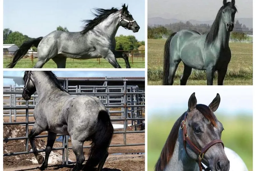 Why Blue Roan Horses Are Favored