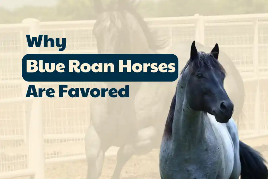 Why Blue Roan Horses Are Favored