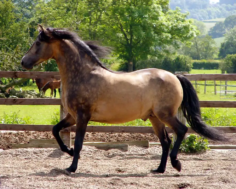 Buckskin horse names inspired by myths & legends
