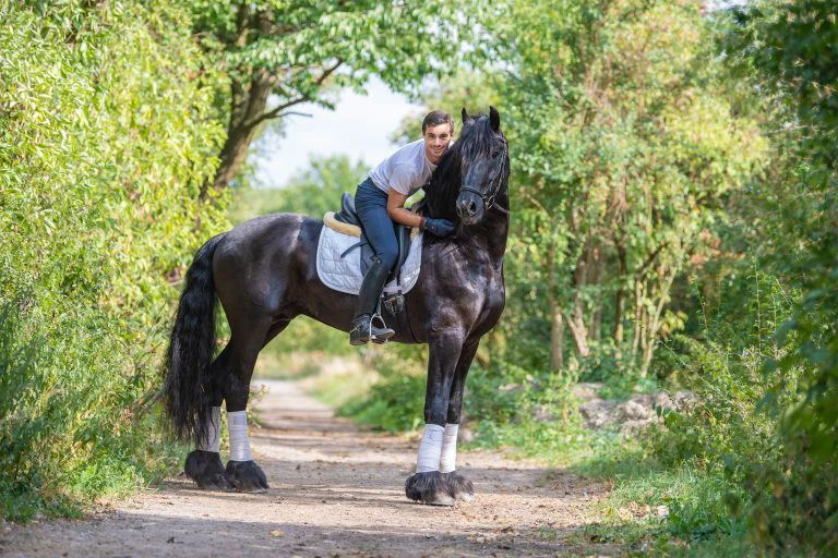 Friesians are perfect choices for riding & dressage
