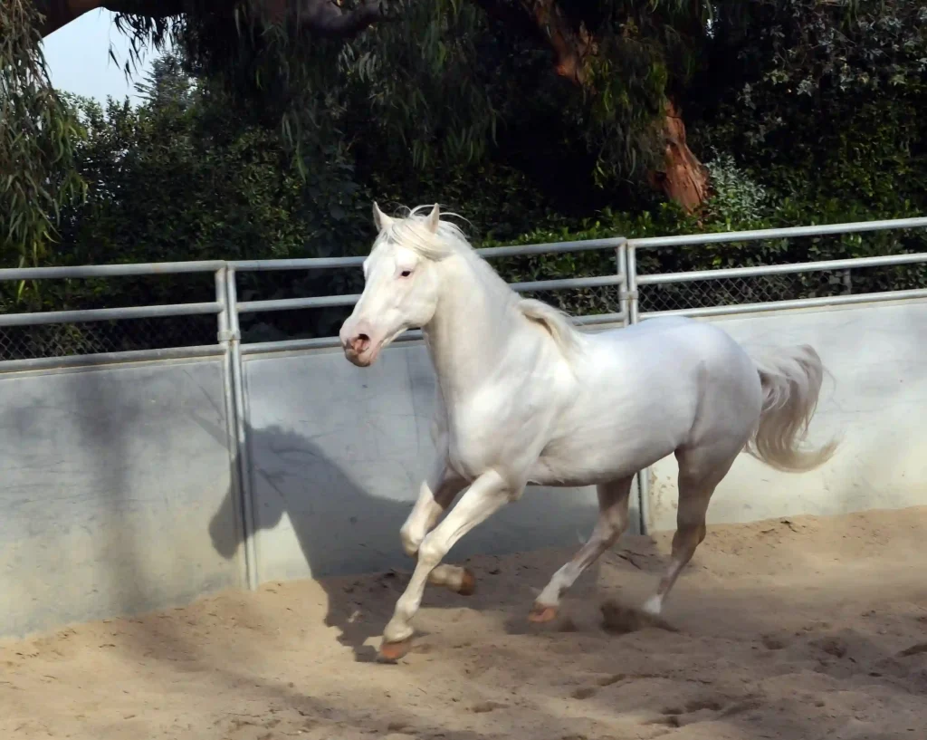 Camarillo White Horse has a pure white coat color since birth