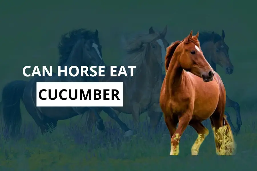 Can Horses Eat Cucumber? Unlock the Mystery