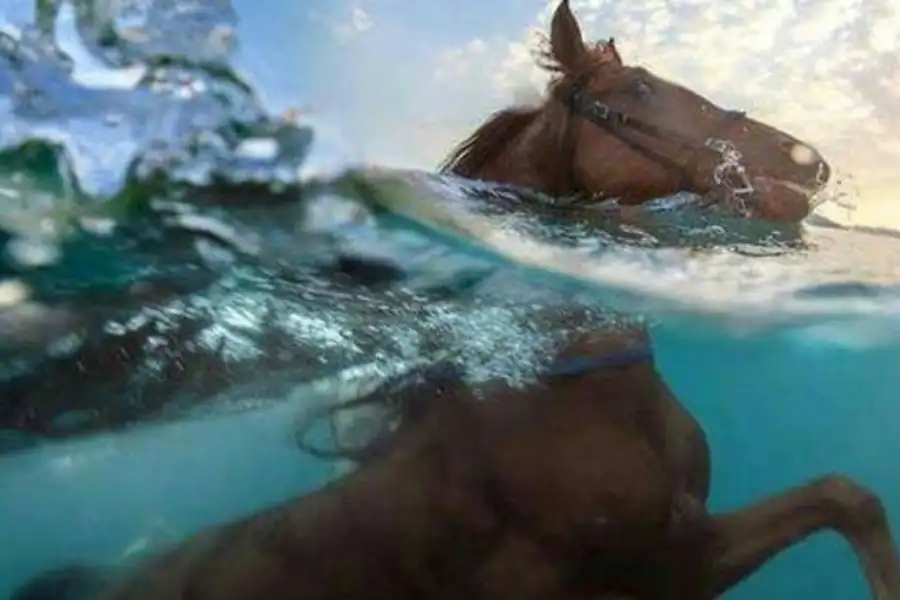 Can Horses Swim Naturally?