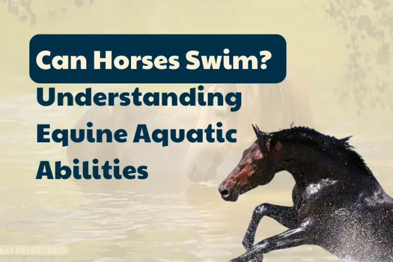 Can Horses Swim