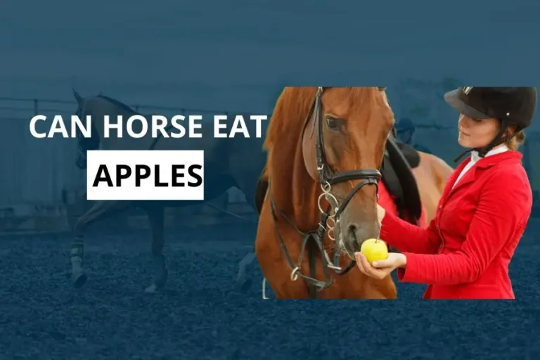 Can horses eat apples?