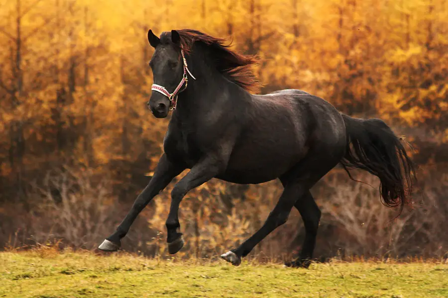 Canadian Horse