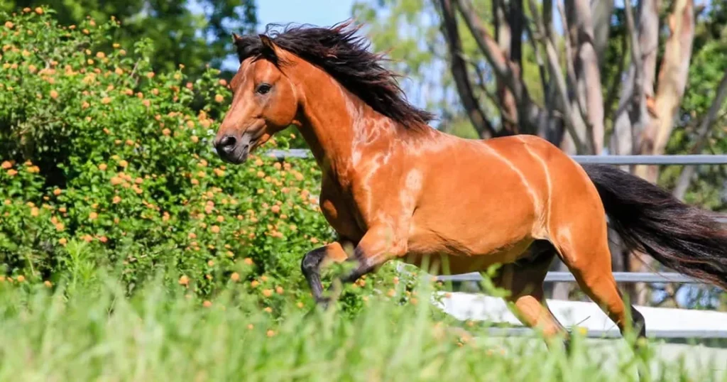 Caspian horse