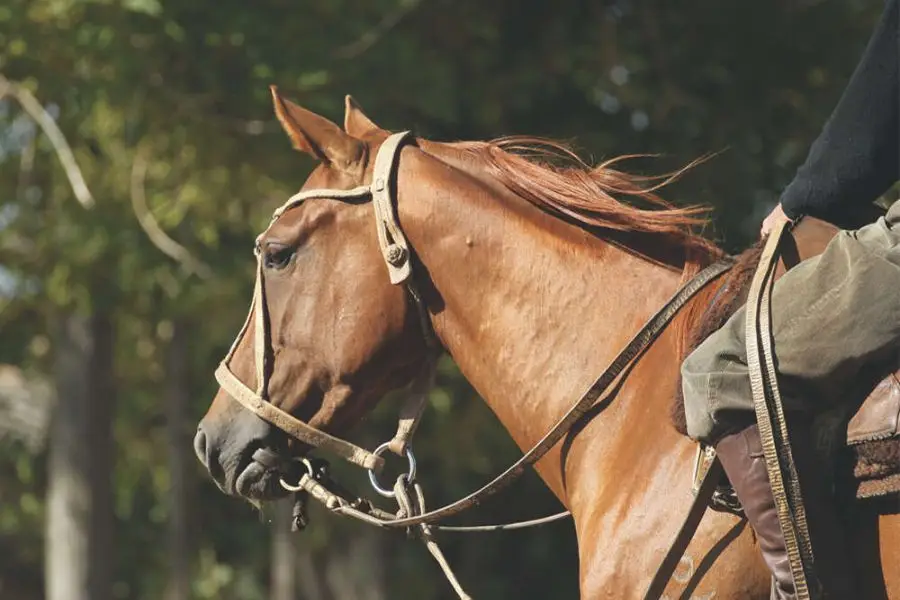 Choosing the right horse is a journey worth every step