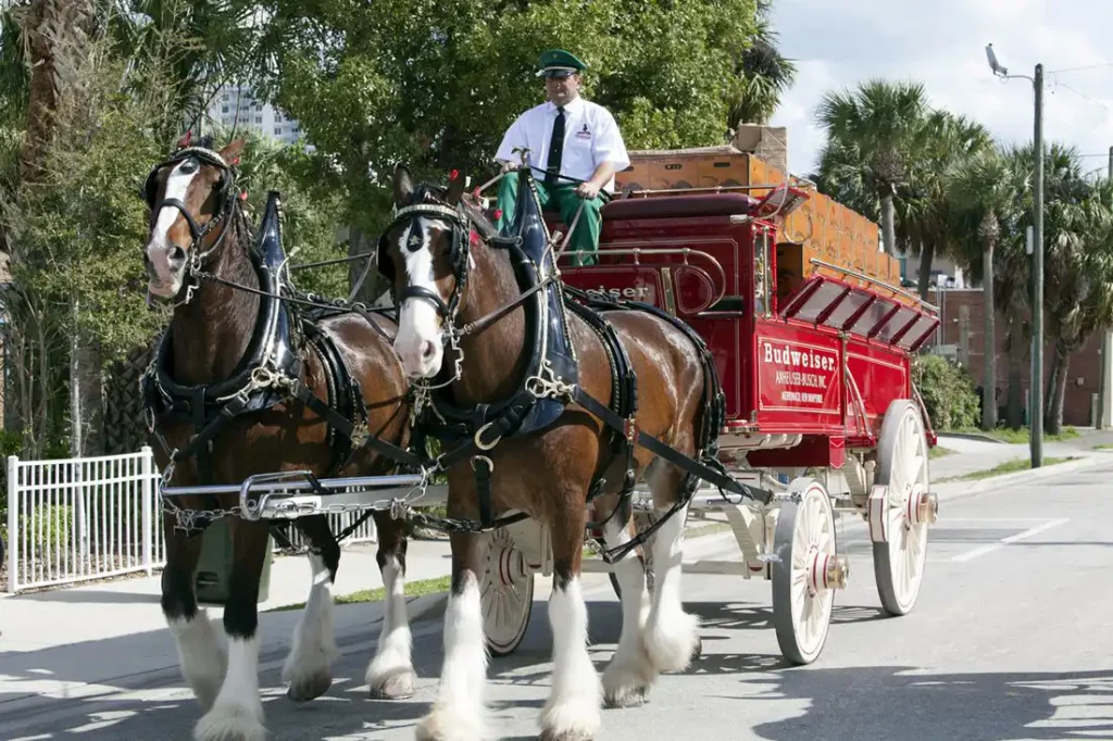 Clydesdales can reach up to 18 hands in height