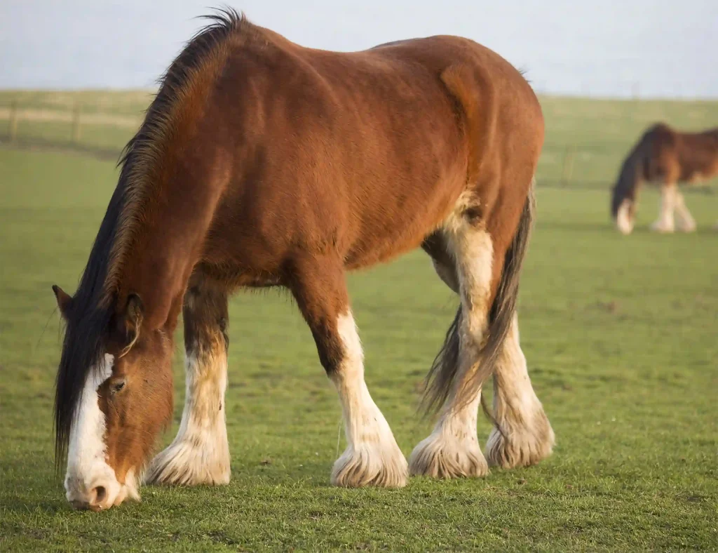 Clydesdale is bigger than regular horse breeds