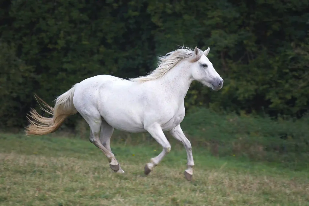 Connemara Pony Horses are stunning white the white coats