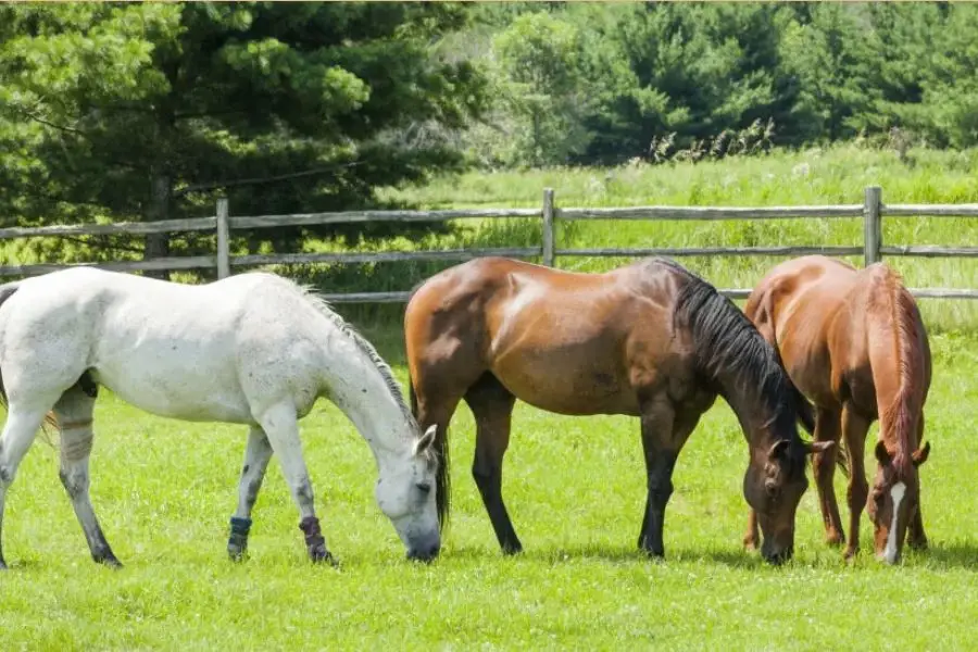 Cucumbers are considered safe and low in calories so they are not dangerous for horses