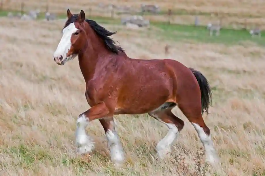 Clydesdales are one of the most iconic draft horse breeds