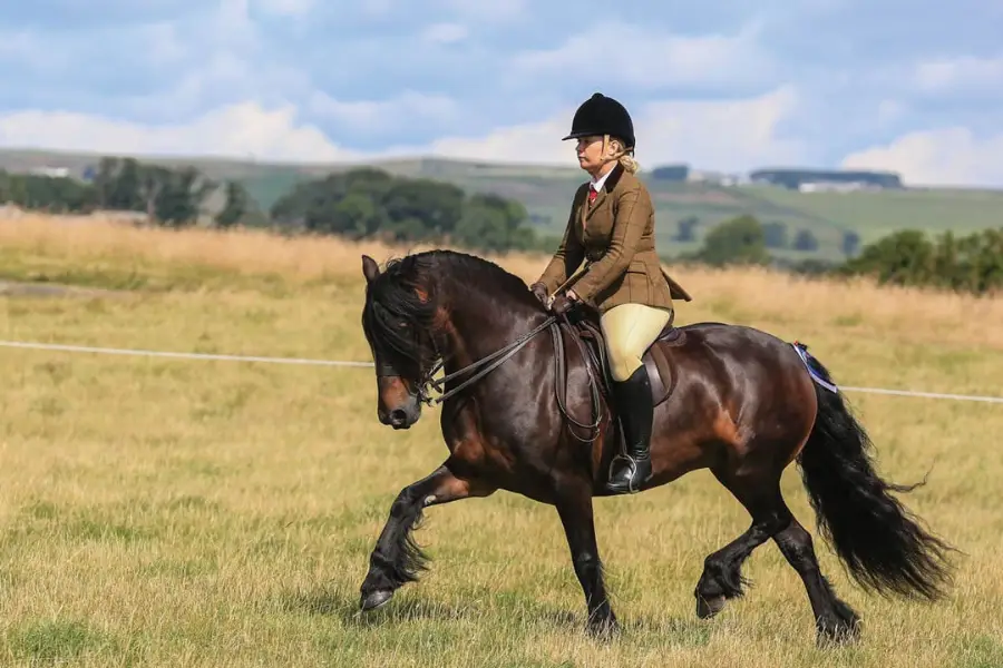 Dales Pony