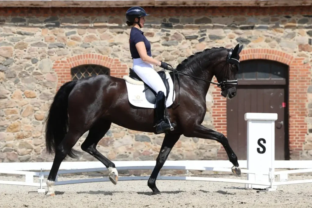 Danish Warmblood are known for their superb movement