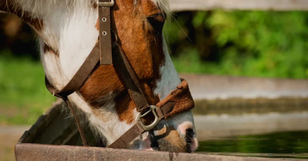 Dehydrated horses will appear a number of different expressions