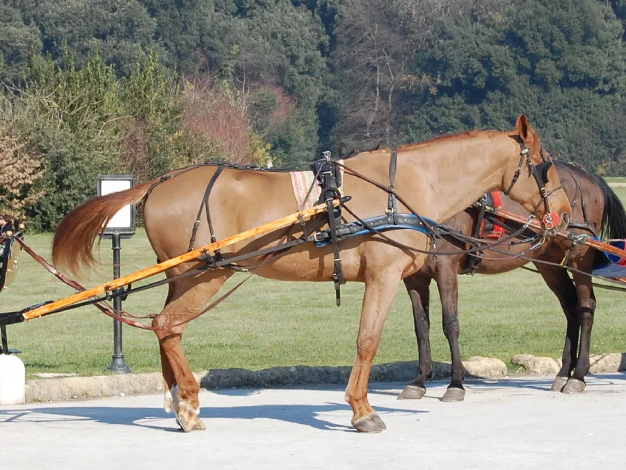 Depending on the level of activity, horses may need more or less water