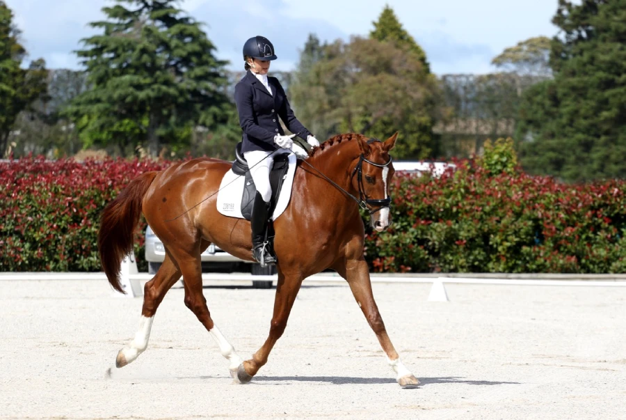 Dressage - one of the most popular horse sports