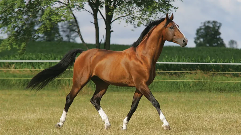 Dutch Warmbloods have powerful and elastic gaits 