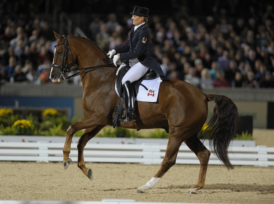 Dutch Warmblood - one of the most famous warmblood horse breeds