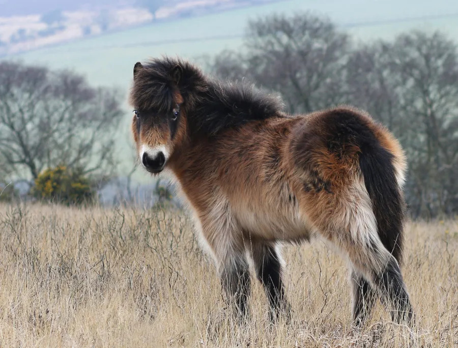 Exmoor Pony