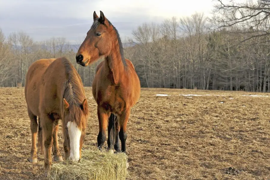 Feeding cucumbers in moderation to horses acts as a supplemental source of hydration